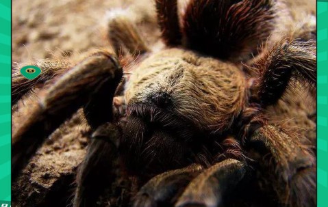 开云- 世界足球莱万多夫斯基 